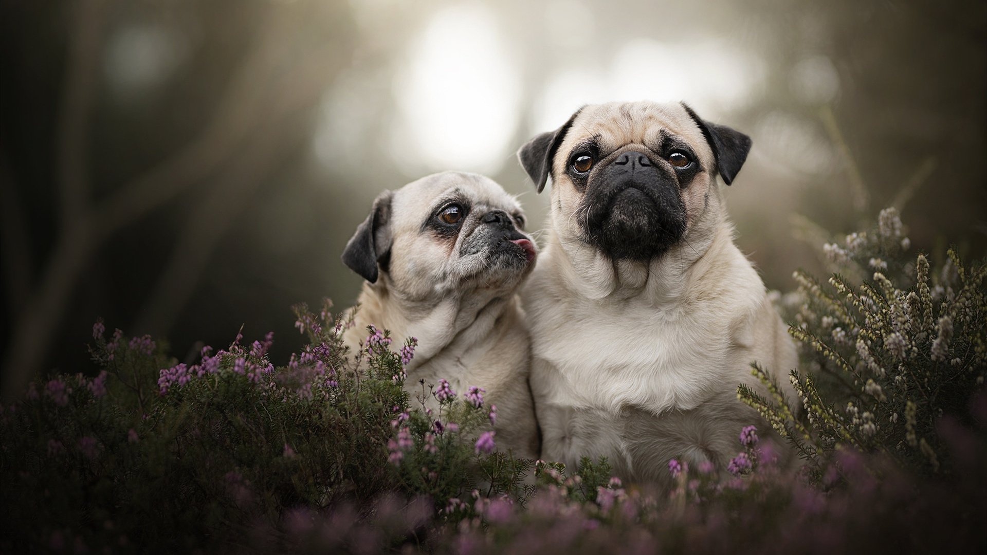 “最佳战术:教练的秘密武器揭晓”,最佳教练图片