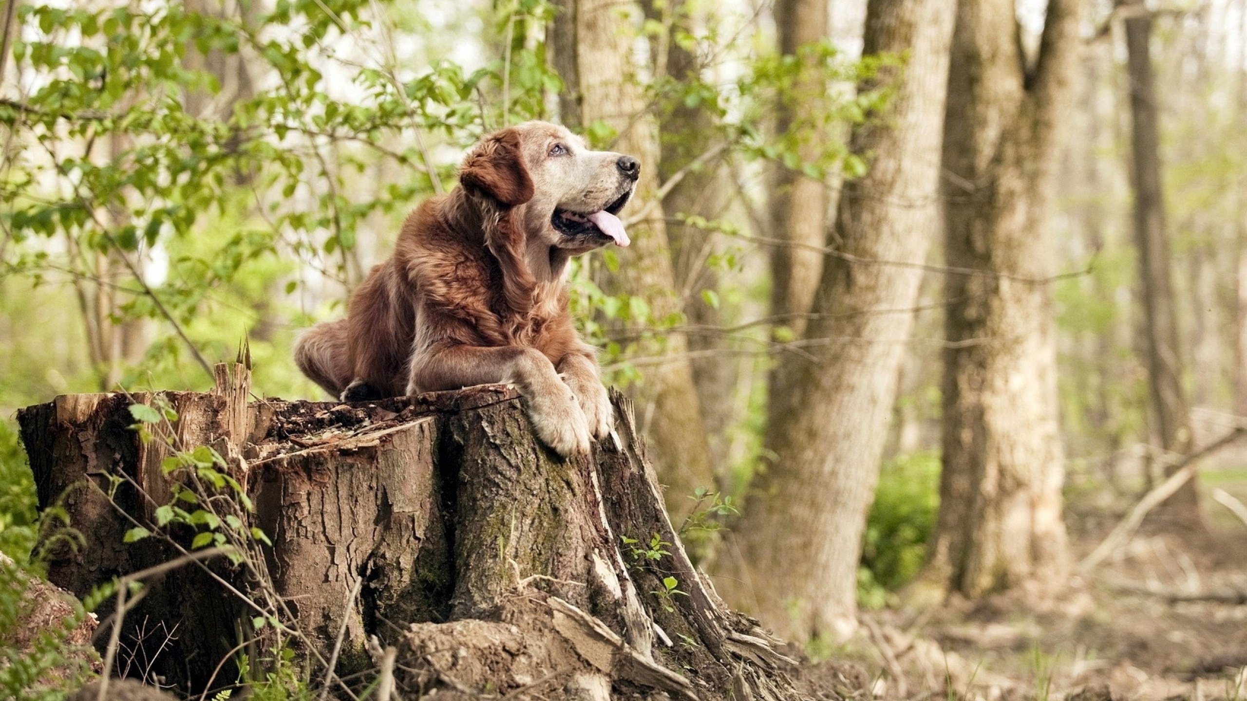 “新赛季中超外援政策调整引发热议”,新赛季中超外援上场人数