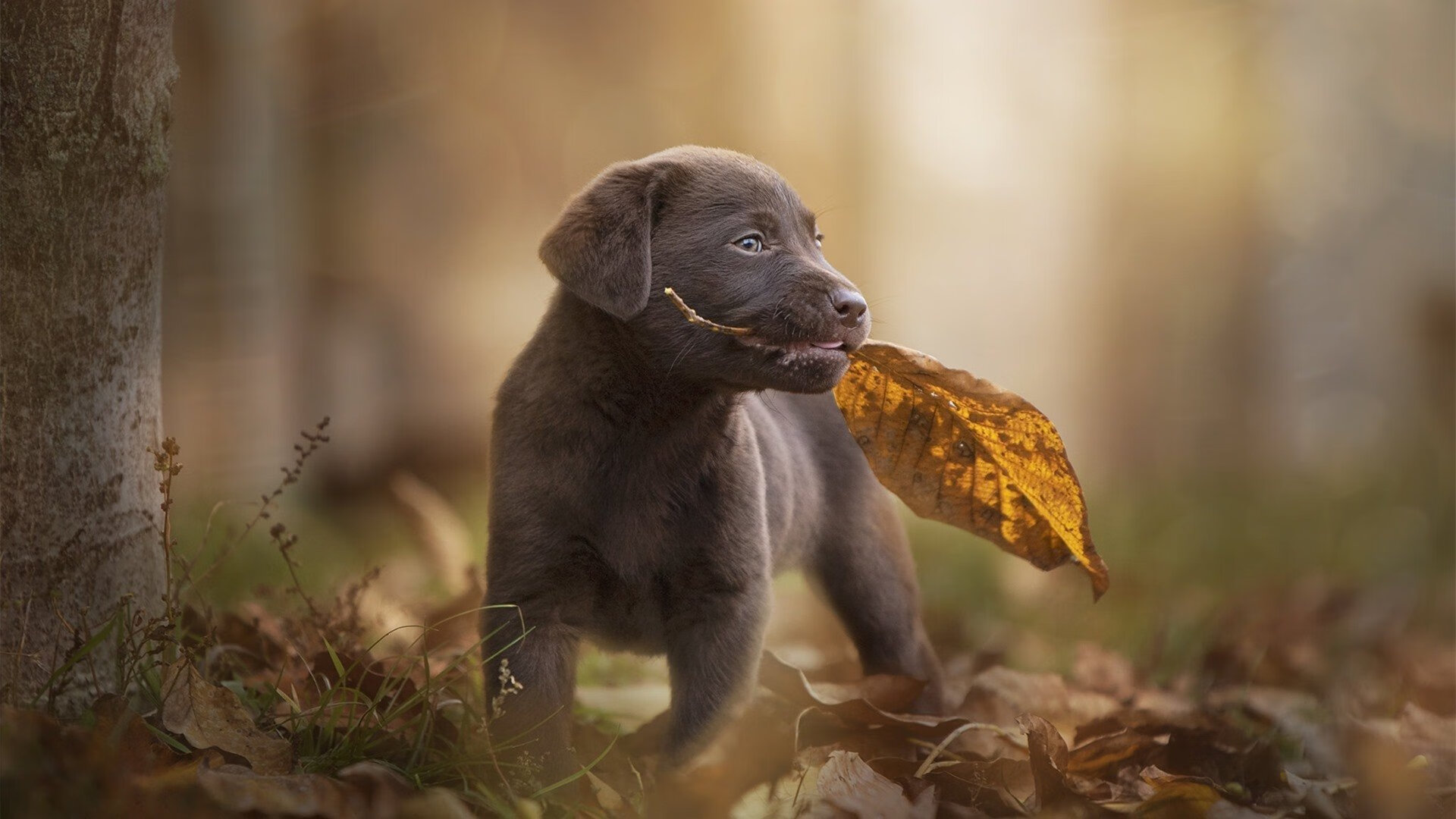 开云·体育官方网站入口-“绝佳篮下封盖：联盟最令人震撼的瞬间”