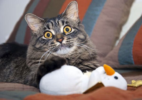 国王前锋被任命为国际残奥会宣传大使,国际残奥会首位国际残奥大使