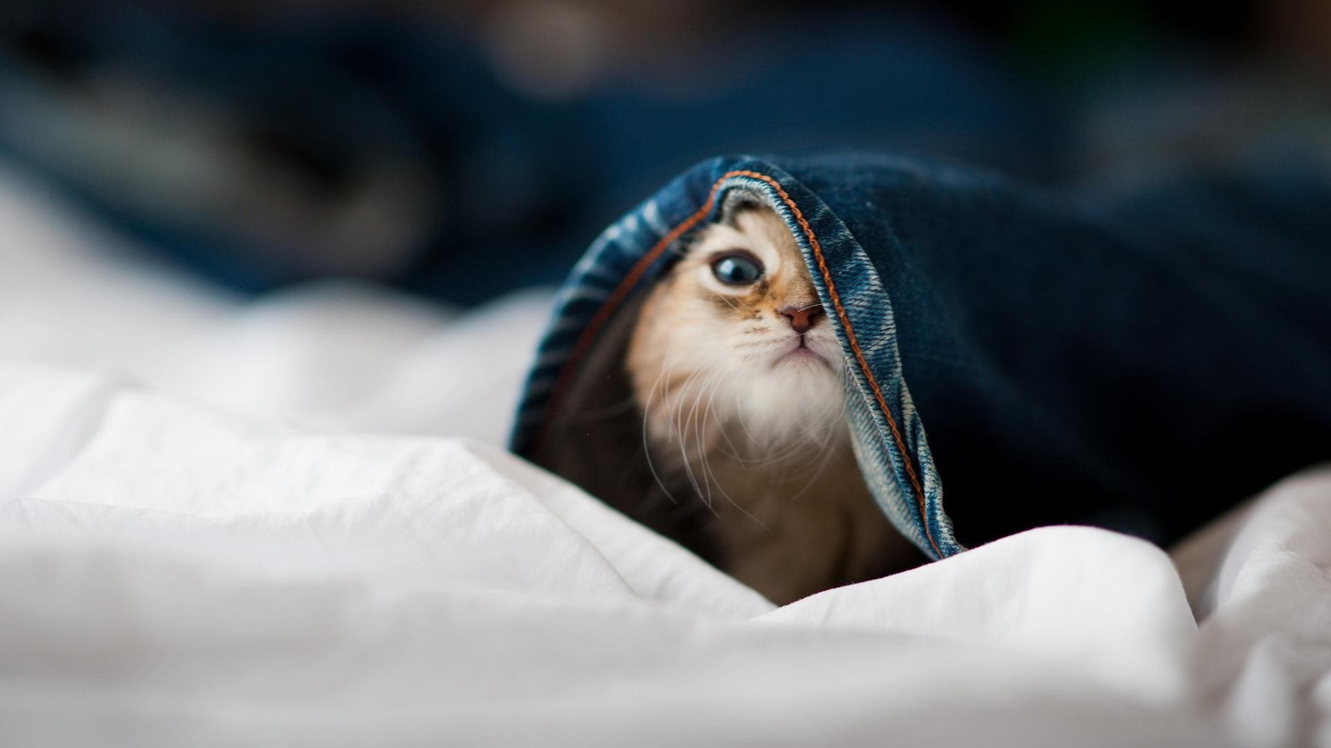 史上最青涩的欧冠球员,他们的荣光星途,欧冠新星