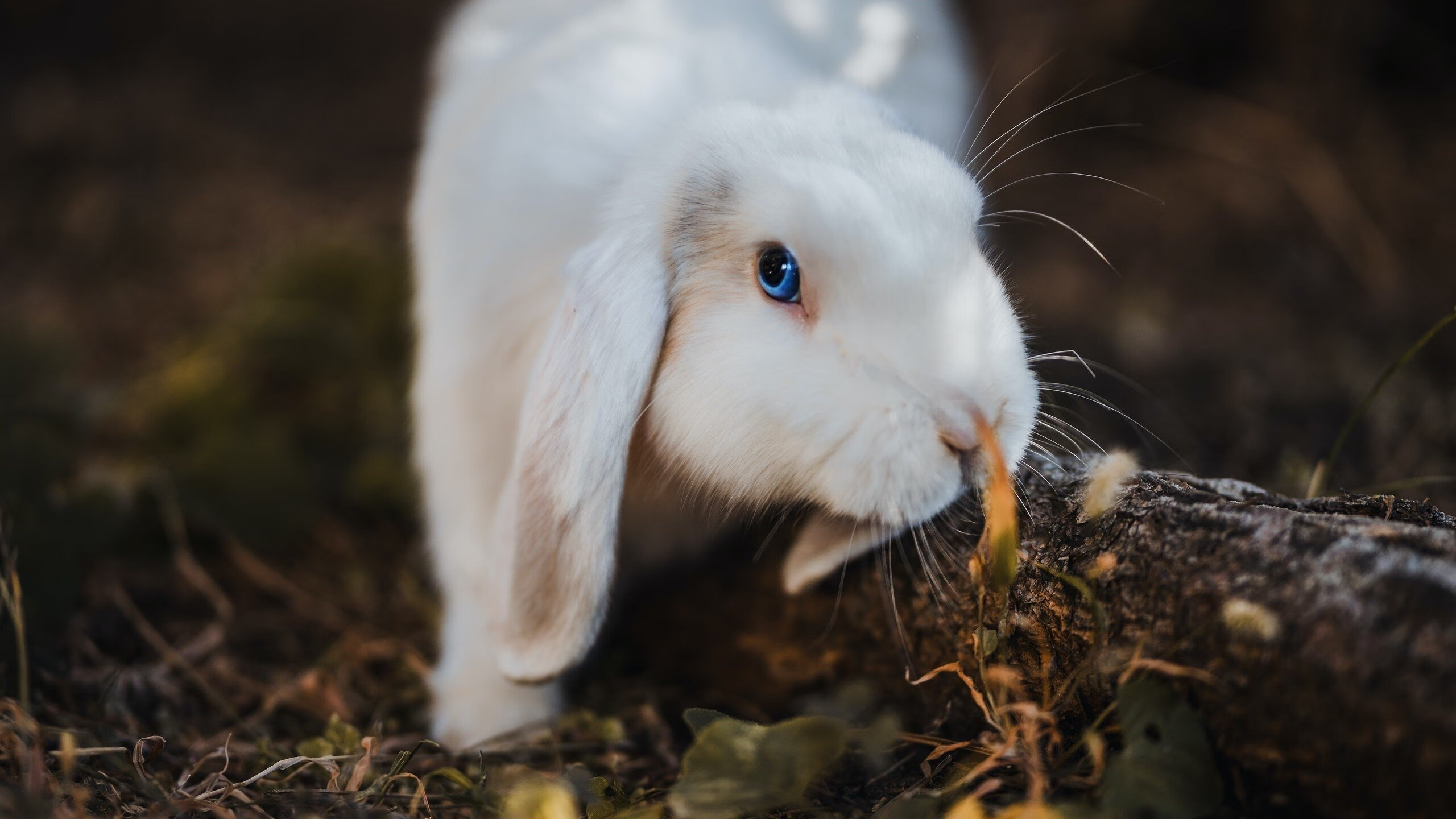 开云 官网 入口-快船发布智能球迷APP，个性化观赛体验受欢迎，快船球员表
