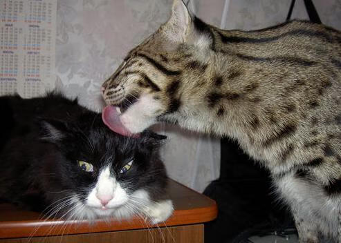 扎伊尔-埃梅里成为法国队史上最年轻进球球员，法国年轻前锋